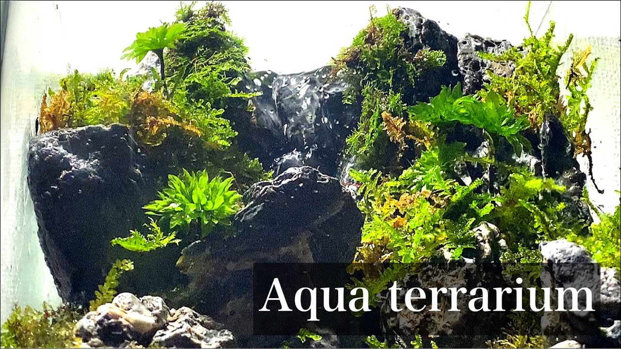 【滝】神秘的！小さな滝のアクアテラリウム【aquaterrarium】