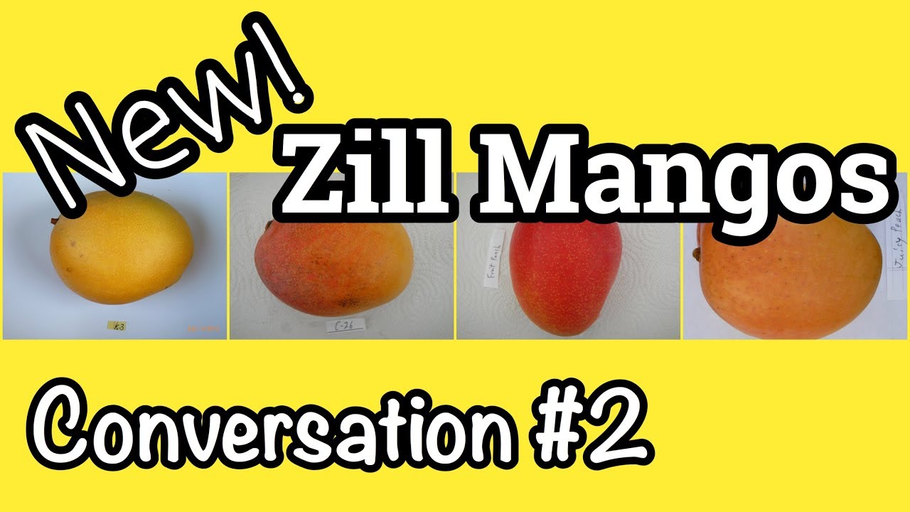 Another Conversation about Gary Zill's New Mango Varieties