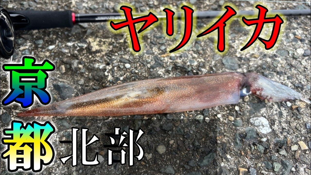 【ヤリイカ】【京都北部】今シーズン開幕しました