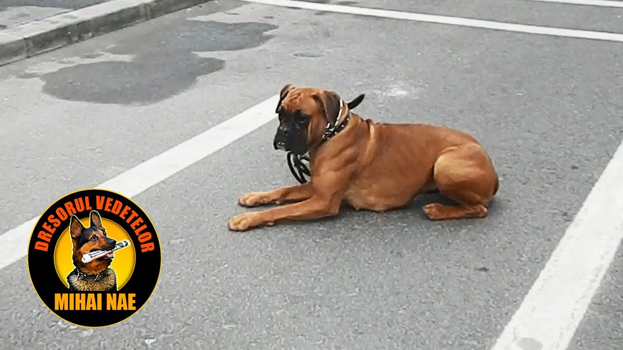 Disciplina 🐶 Boxer dupa 5 sedinte de predare | by Mihai Nae