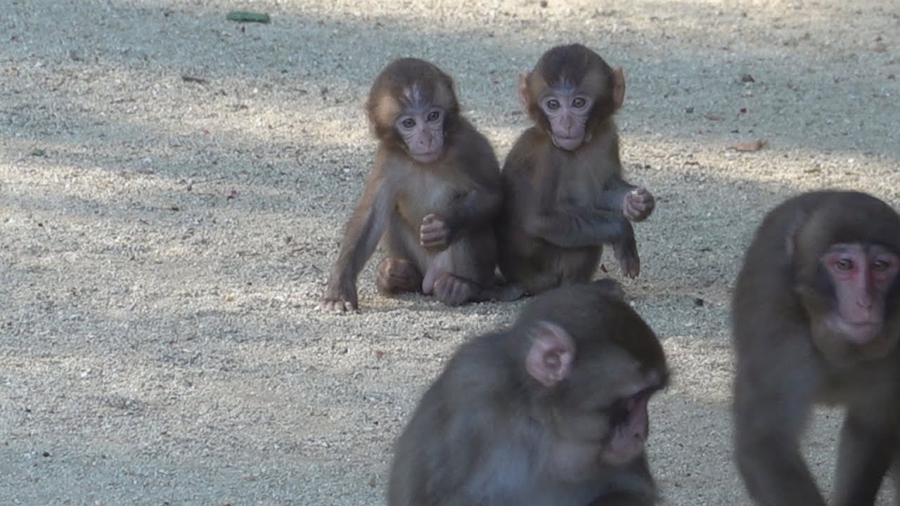 [#08] 高崎山自然動物園 二頭を育てる母ザル 10月上旬