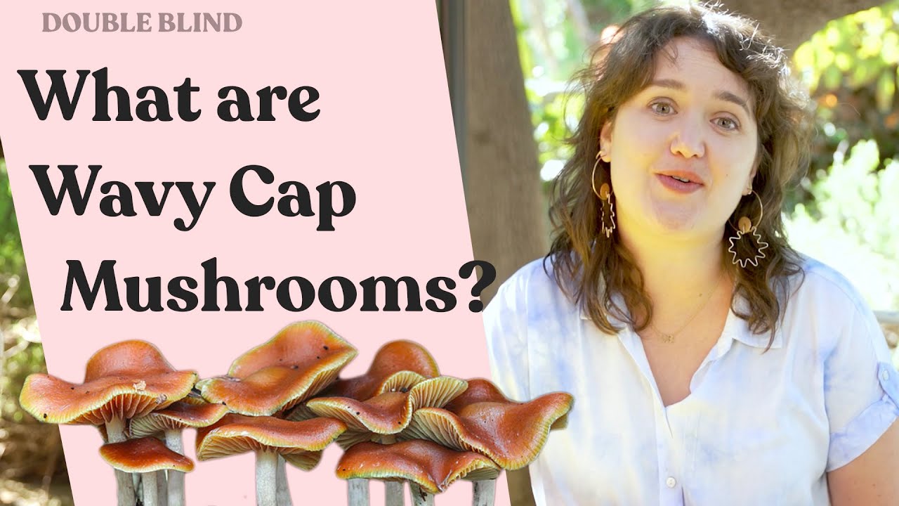 Wavy Cap Mushrooms 🍄 | DoubleBlind