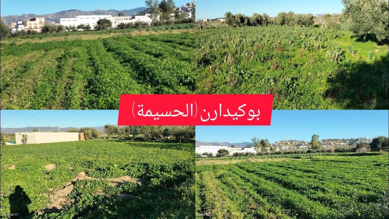 الفلاحة هاد العام ف بوكيدارن الخيرات تباركلاه😍