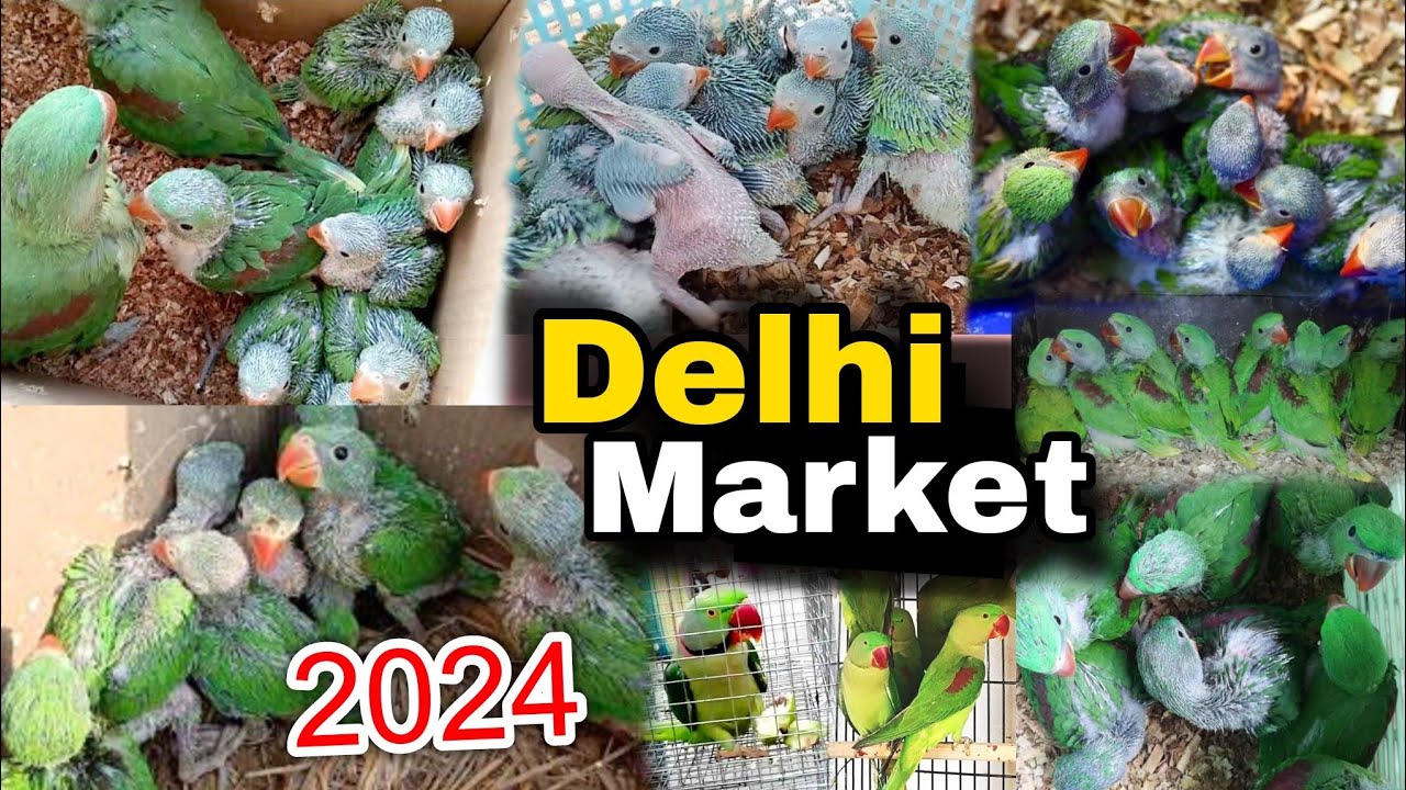 Delhi Birds Market 2024 || Lal Qila Birds Market | Parrots Ka Baby | New Video