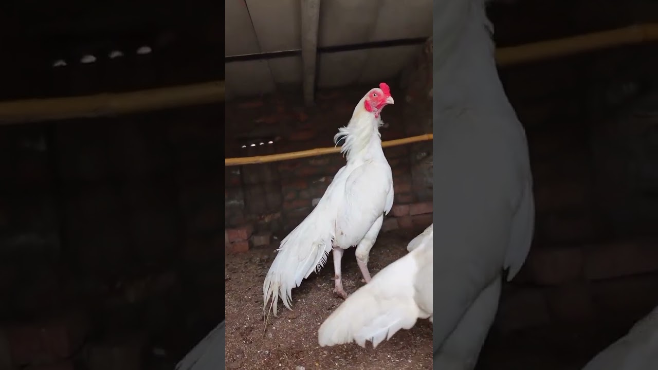 #chicken