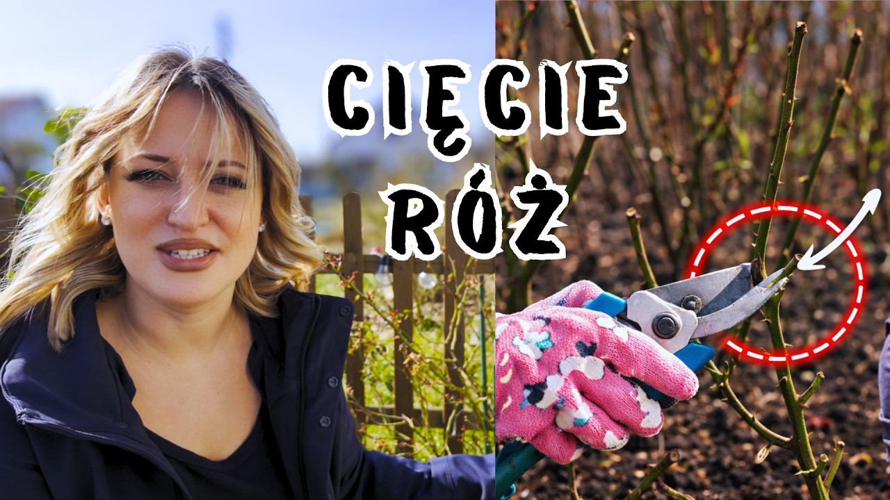 Jak przycinać róże na wiosnę? Prosty sposób na więcej kwiatów 🌹