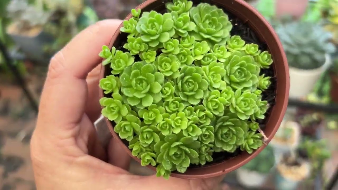 ID DE SUCULENTAS FÁCIL E DIFÍCIL CULTIVO 