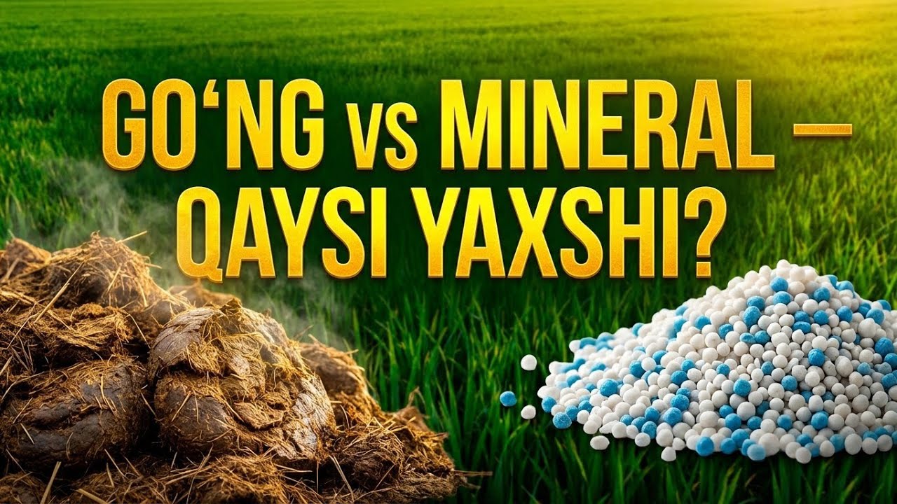 #organik #go&lsquo;ng, #compost Oddiy go&lsquo;ng vs Mineral o&lsquo;g&lsquo;it  #manure vs #fertilizer, #gong vs #mineral,