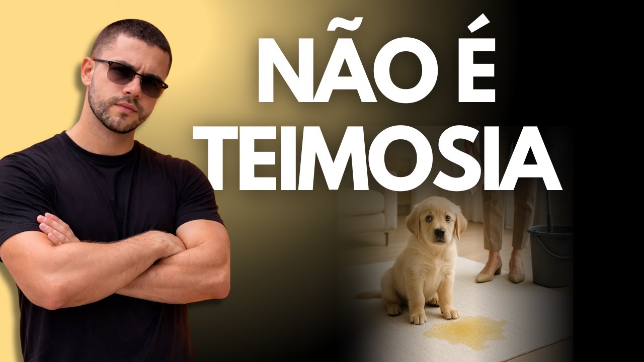 Como ensinar o cão a fazer xixi e cocô no lugar certo (sem punição e sem confusão)