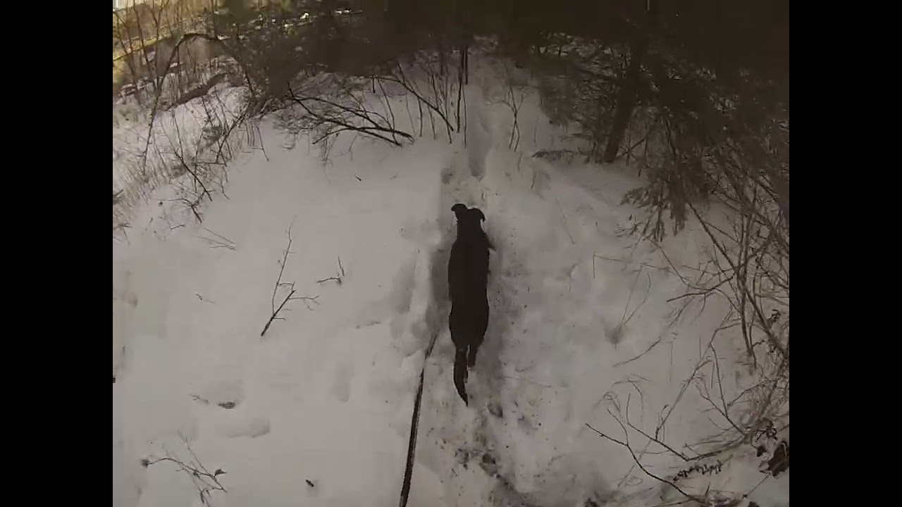 Winter Wonderland Forest Walk (2026) - P3