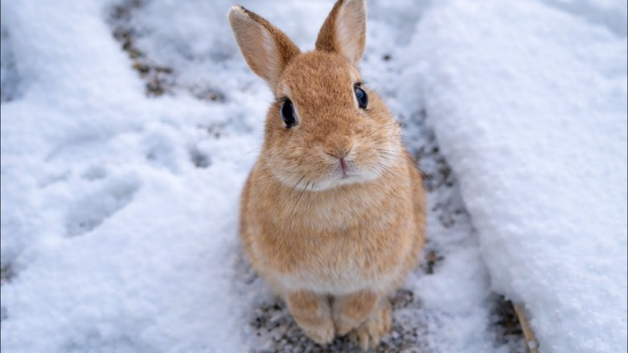「ねえ、来ないの？」氷点下の日に、雪遊びに誘ってくるうさぎ