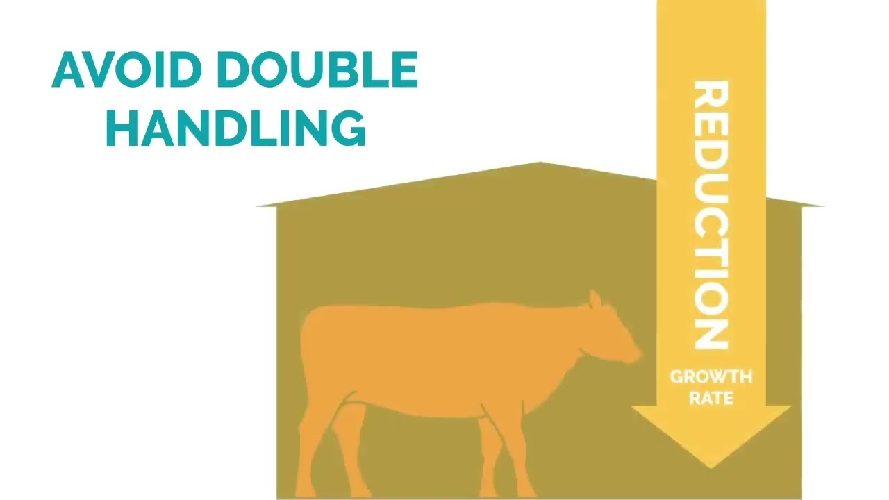 CYDECTIN TriclaMox Pour On for Cattle