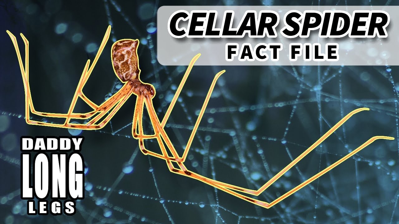 Cellar Spider Facts: aka Daddy Long Legs Facts 🕷️ Animal Fact Files