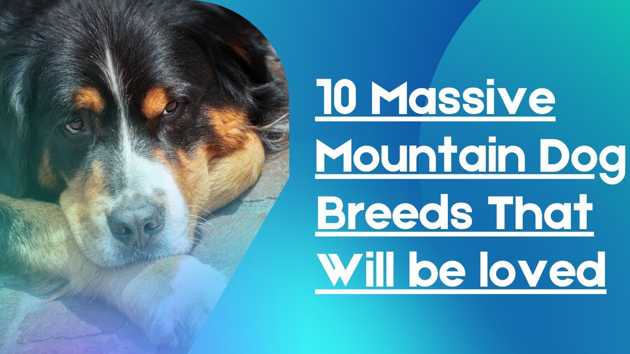 10 massive mountain dog breed that you will be loved #petU #dogbreed #mountain dog