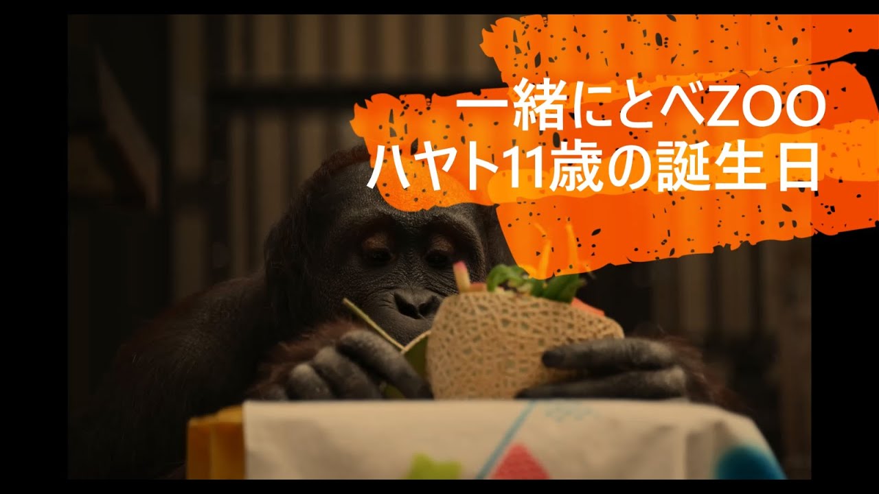 一緒にとべZOO「ハヤト11歳の誕生日！」