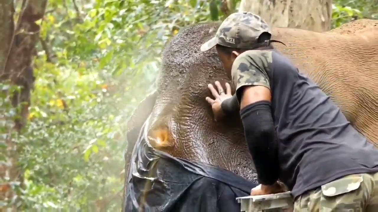 The Efficient Gmt Vetinery Doctor who is Treating the Wild Elephant with an injury on it's Forehead