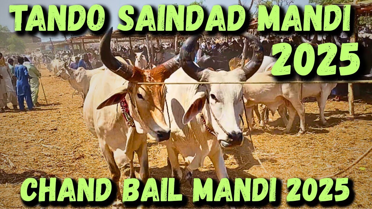 Tando Saindad mandi 2025 🐄 || Chand bail mandi 2025 🐂 || Tando muhammad khan mandi || #chandbail