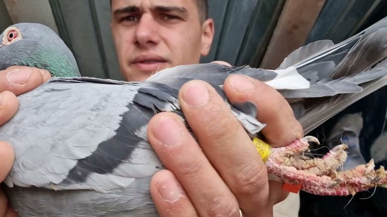 Achizitii de 🐦Porumbei Voiajori🕊, am luat ⚠️Nemți,Francezi⚠️, ma apuc serios ,trebuie sa recuperez😍.