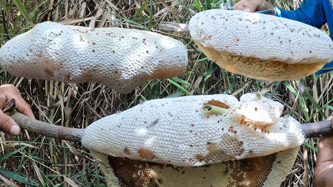 Vô Mánh Rồi Những Tổ Ong Ruồi Lớn Nhất Ở Rừng U Minh Hạ Mà Duy Thái Từng Bắt