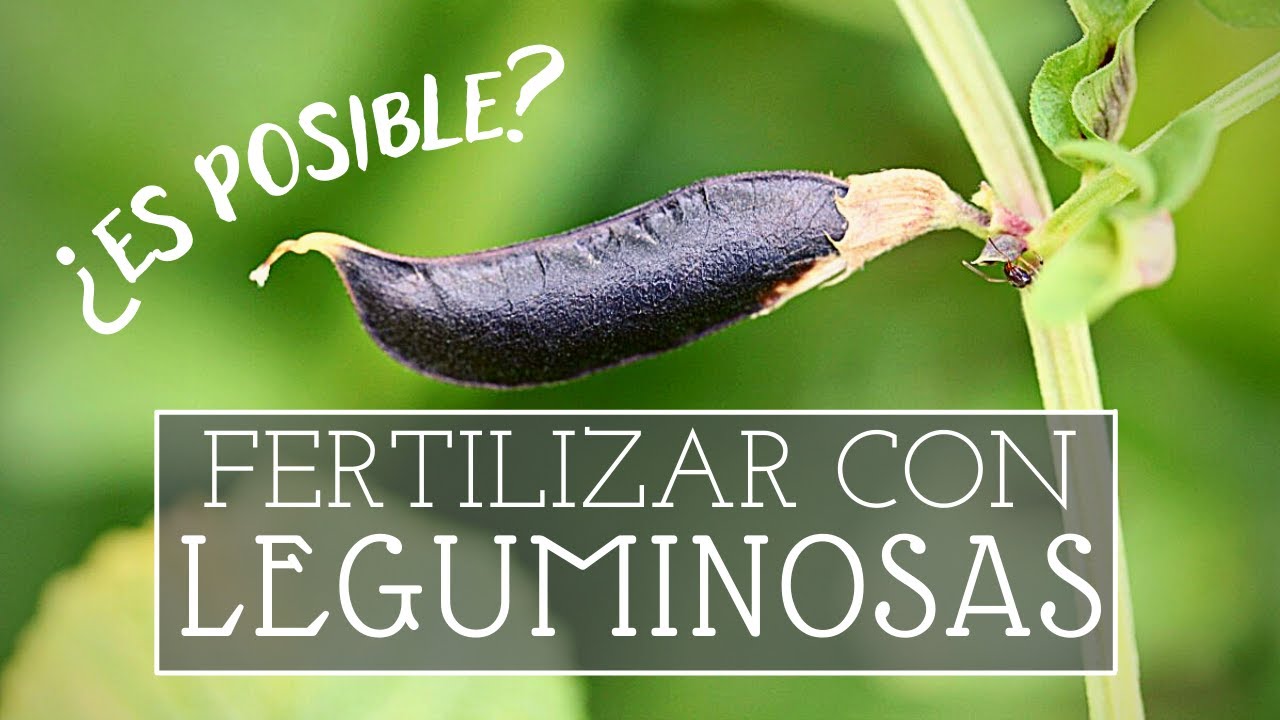 Abonar con LEGUMINOSAS: lo que nunca se explica...