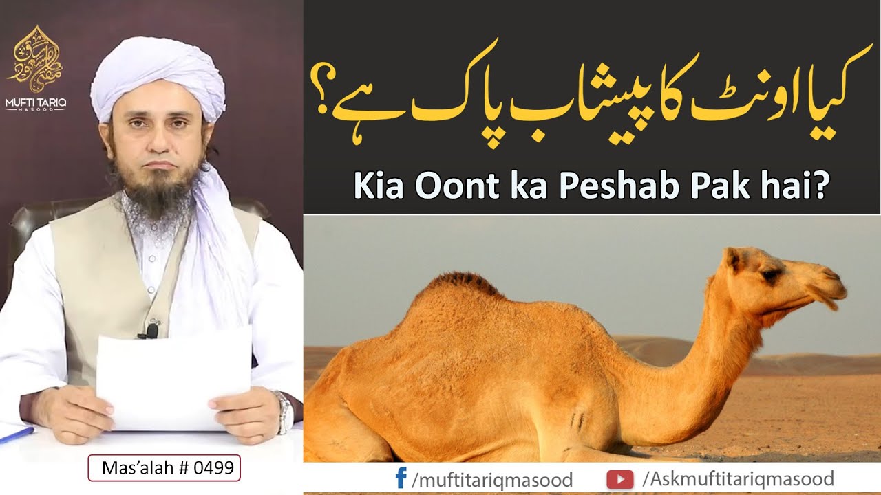 Is Camel's Urine Pure? | کیا اونٹ کا پیشاب پاک ہے؟ | Solve Your Problems | Ask Mufti Tariq Masood