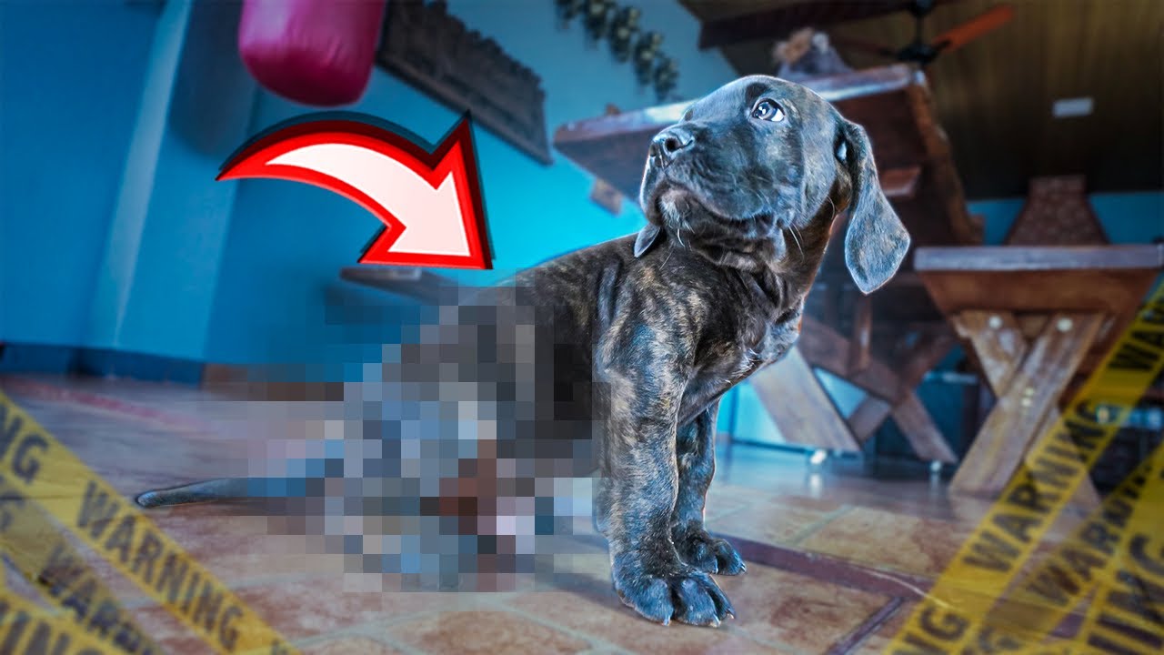🆘URGENTE🆘 VOLTEI PRO BRASIL AS PRESSAS E ME ASSUSTEI AO VER O CACHORRINHO….😱😱
