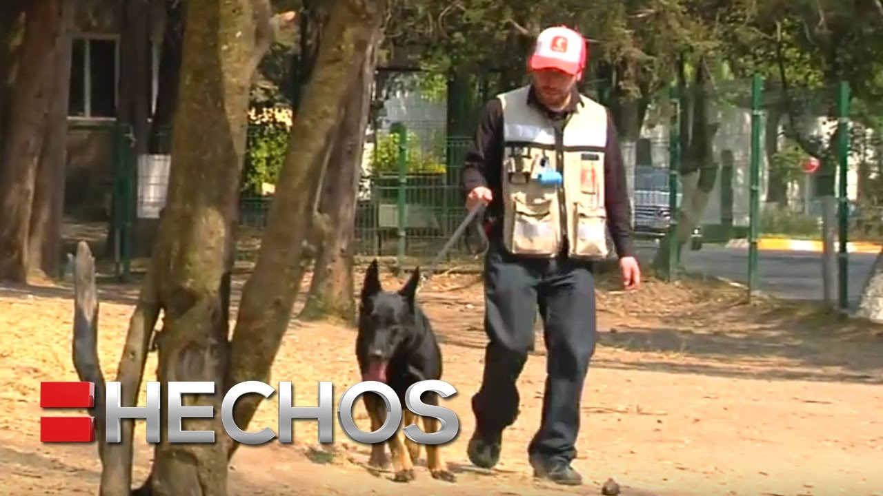 Crean app para pasear perros de manera segura