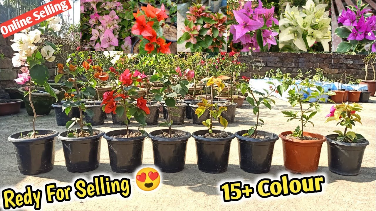 15+ Thailand Colour Bougainville Plants Available Now'🌱|| Kolkata Best Bougainville Plants Nursery 🌱