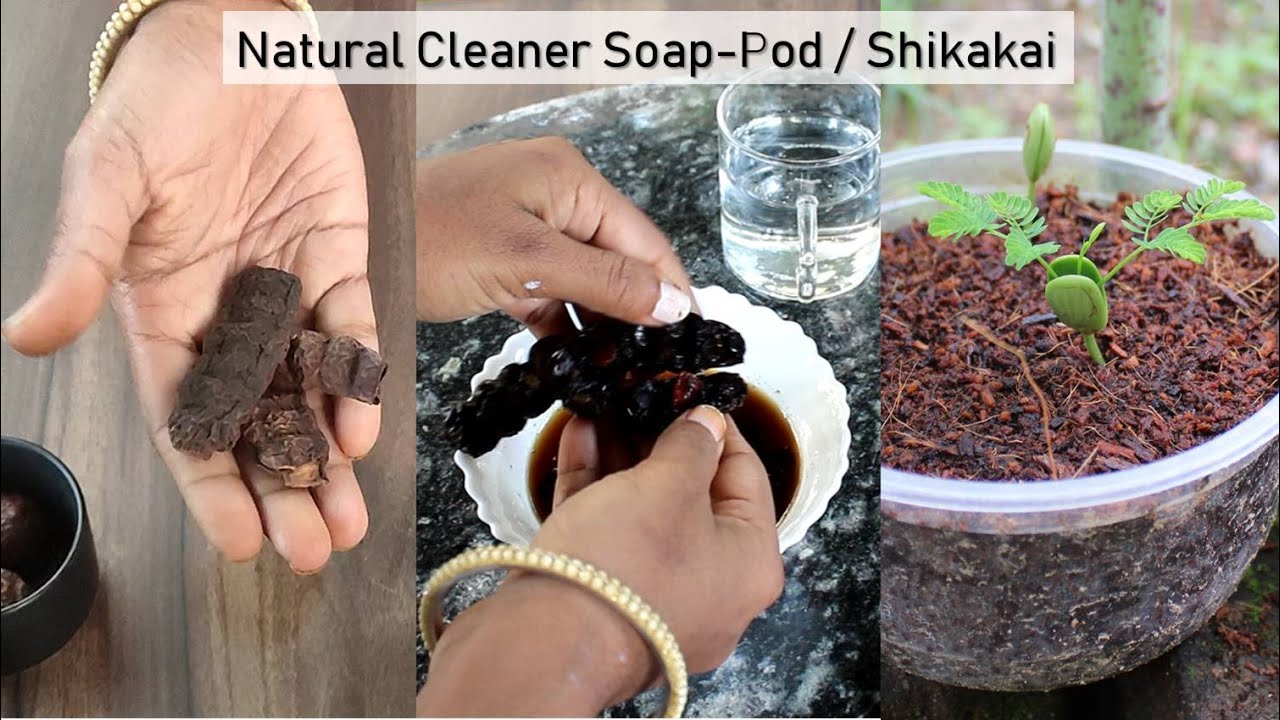 Shikakai ( Natural Soap )का पौधा उगाएं बीजों से | Grow Soap-Pod from seed