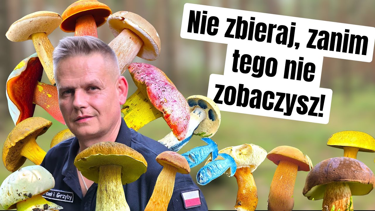 Borowiki pod lupą oraz nowe stanowisko rzadkiego gatunku zostało odkryte w Polsce. 