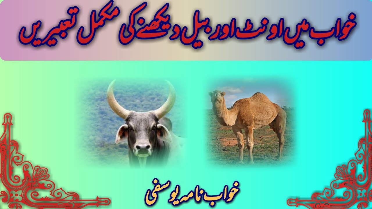 khawab main Oont Aur Bail Dehkna .dream about  Camel  and Ox