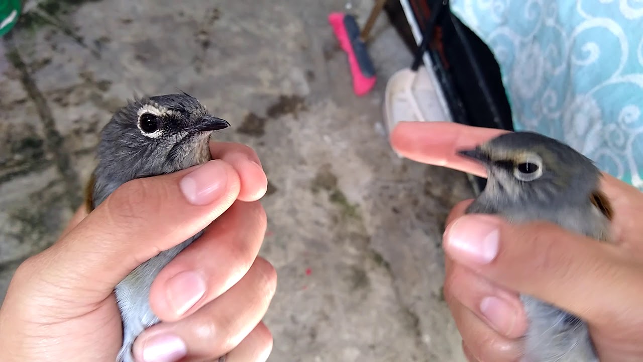 Diferencia entre jilguero macho y hembra