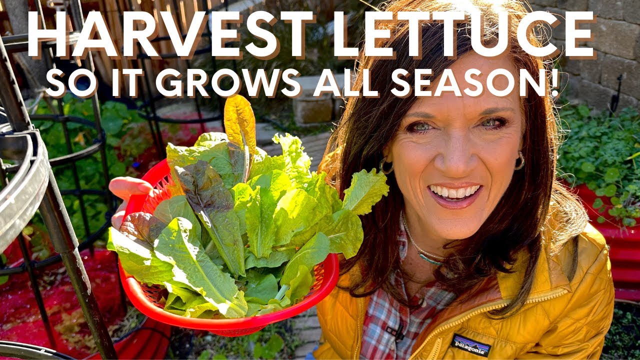 How to Harvest Lettuce so it Keeps Growing All Season