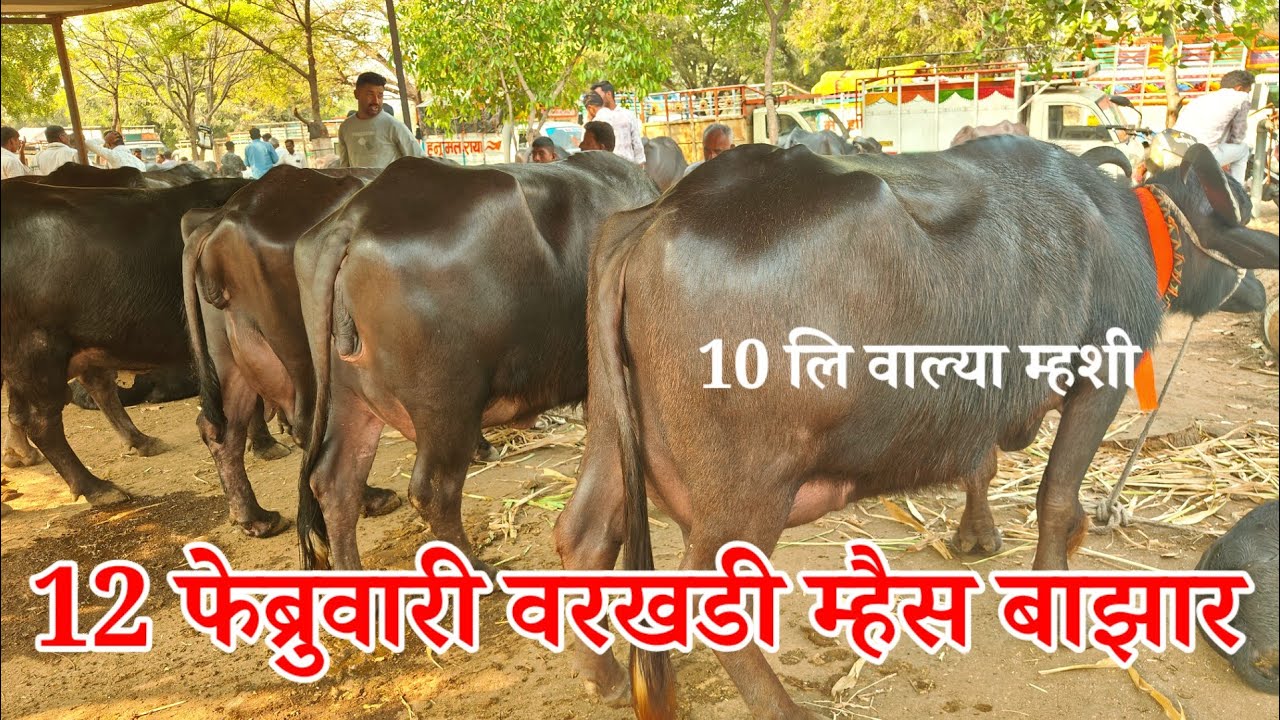 आजचा वरखडी म्हैस बाझार | Varkhadi Bazar | Buffelo Market India | म्हैस बाझार | वरखडी म्हैस बाझार 