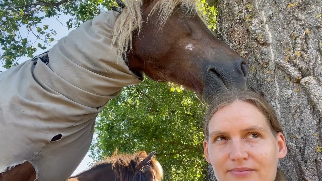 Hiking with my Icelandic horse | the hiking paddock