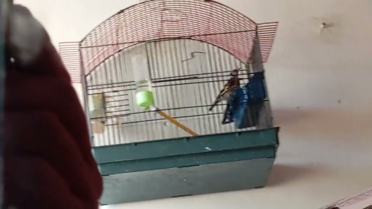 معلومات أول مرة تسمعها حول الحسون . طريقة التلقين والإستحمام والتشميس