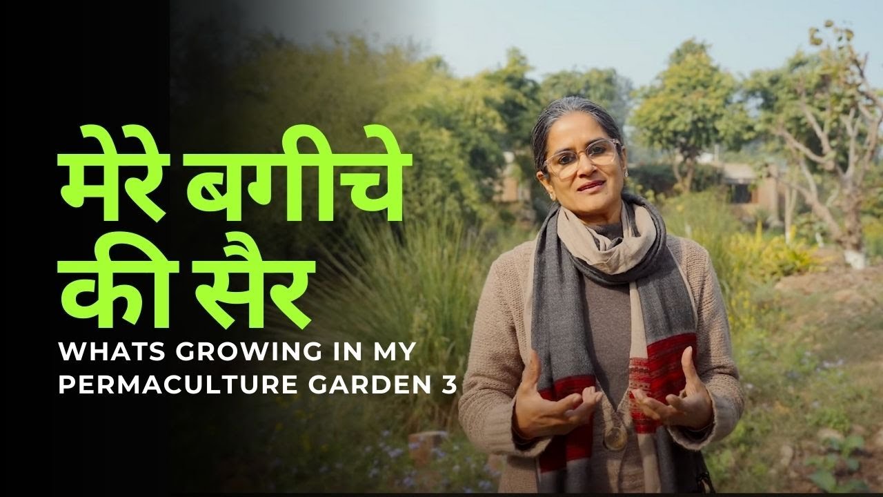 मेरे बगीचे की सैर - 3 |  Whats growing in my permaculture garden 