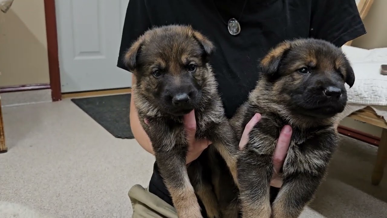 Kori x Eko litter 3.5 weeks old