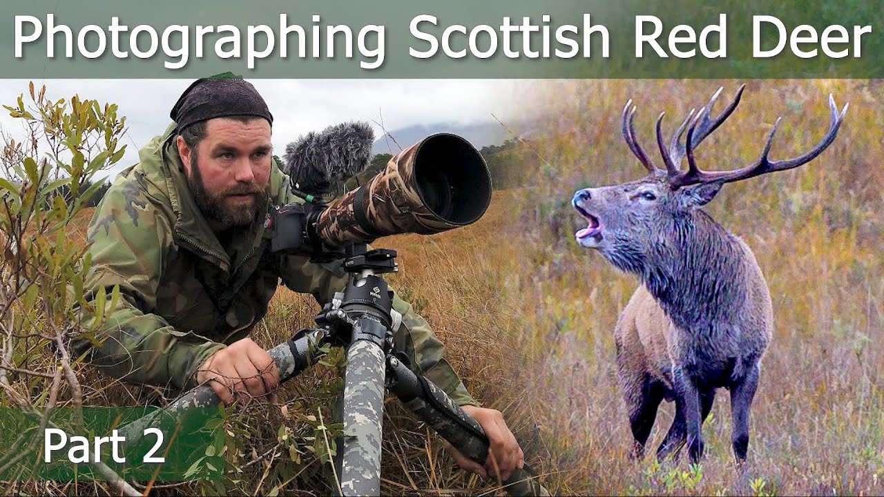 Scottish RED DEER RUT Part 2: Roaring Monsters | Wildlife Photography | Nikon Z7 + 500mm PF