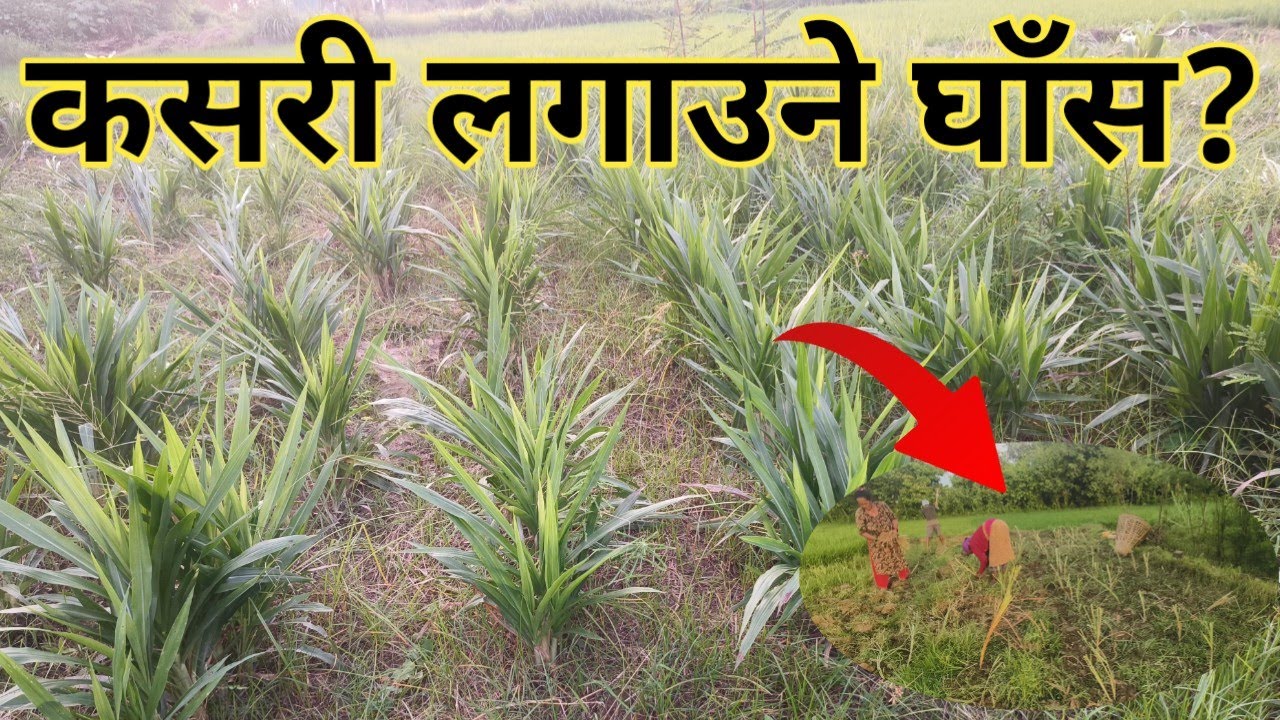 बाख्रा, भैंसी र गाई काे लागि बहु उपयोगी घाँस लागाउने तरीका