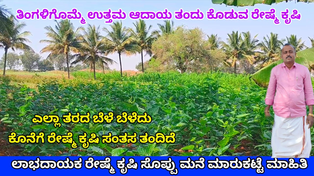 ಲಾಭದಾಯಕ ರೇಷ್ಮೆ ಕೃಷಿ ಮಾಹಿತಿ | Mulberry cultivation in kannada.ರೇಷ್ಮೆ ಸೊಪ್ಪು,ಮನೆ,ಮಾರುಕಟ್ಟೆ ಮಾಹಿತಿ