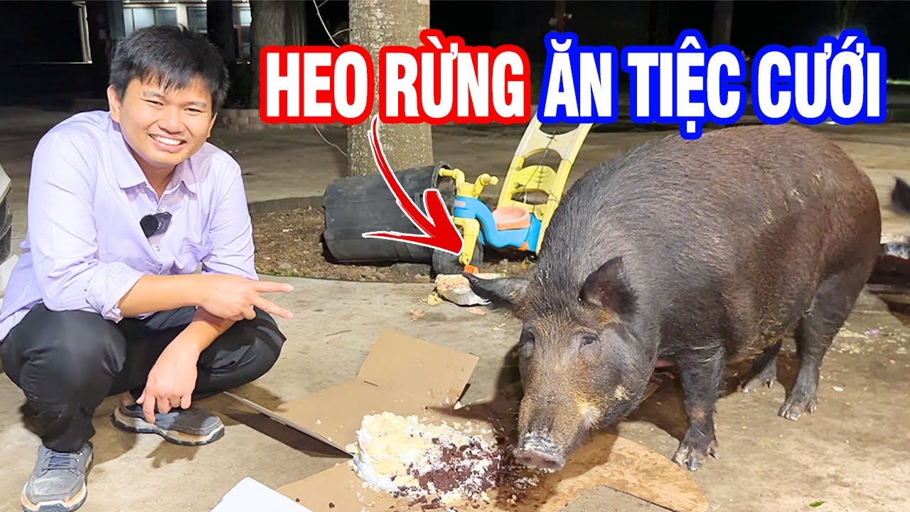 Vương Phạm Cho Bầy Heo Rừng Khủng Ăn Tiệc Cưới
