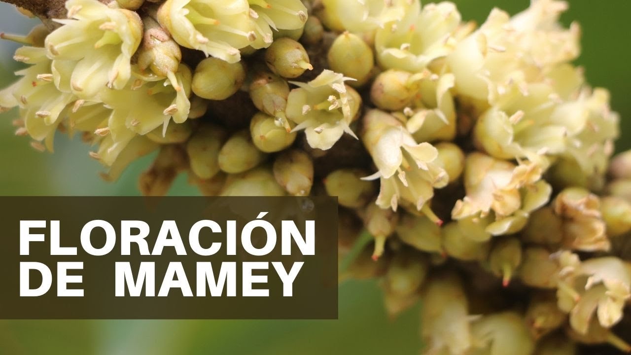 Floración de Mamey en Huertas Magaña