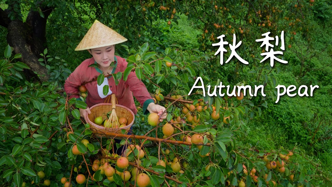 Plateau Autumn Pears — Nature’s Gift of Smoothness, Time’s Brew of Sweetness【滇西小哥】