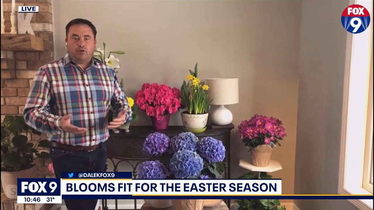 Tips for Maintaining Spring Plants | Garden Guy Dale