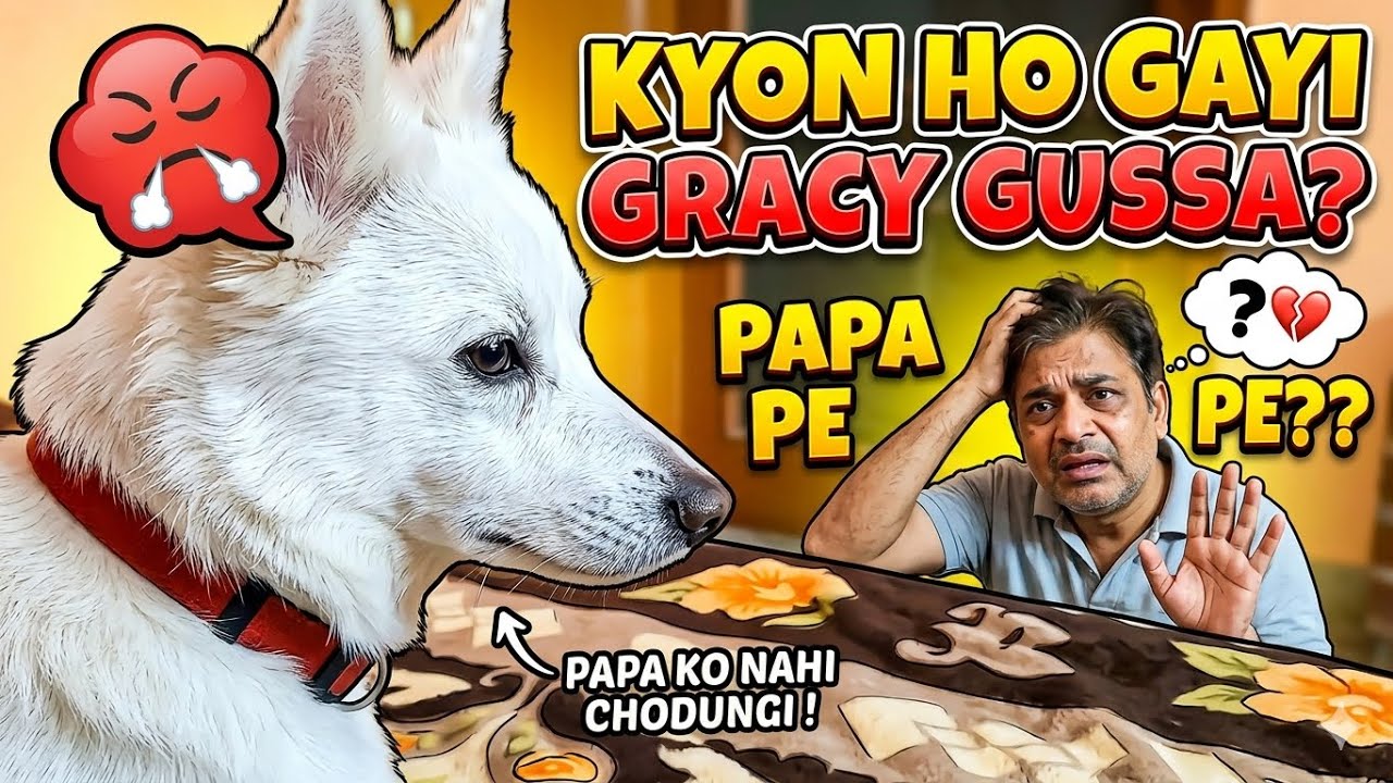 Kyon Ho Gayi Gracy Gussa Papa Pe ??