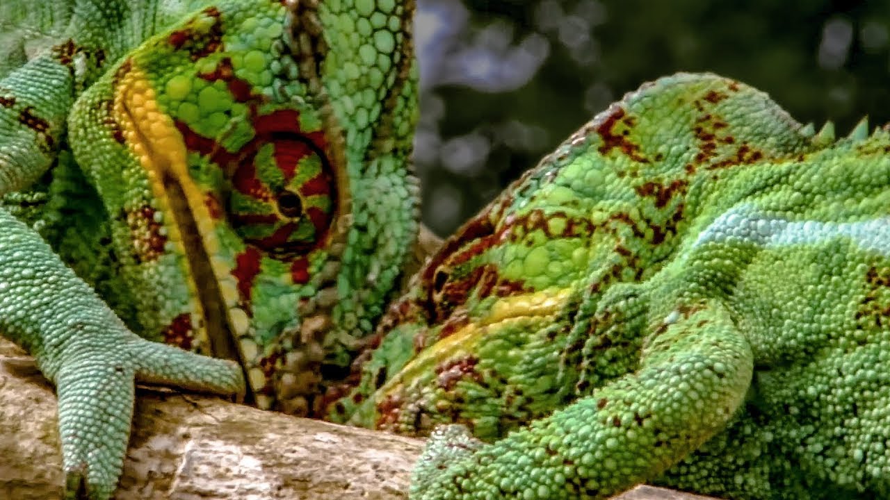 Can You Put 2 Male Chameleons TOGETHER?