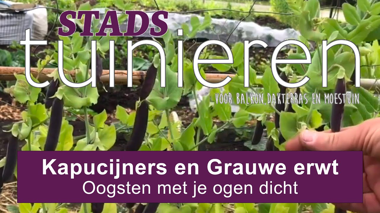 Stadstuinieren - Kapucijners en Grauwe erwt oogsten half juni #moestuin