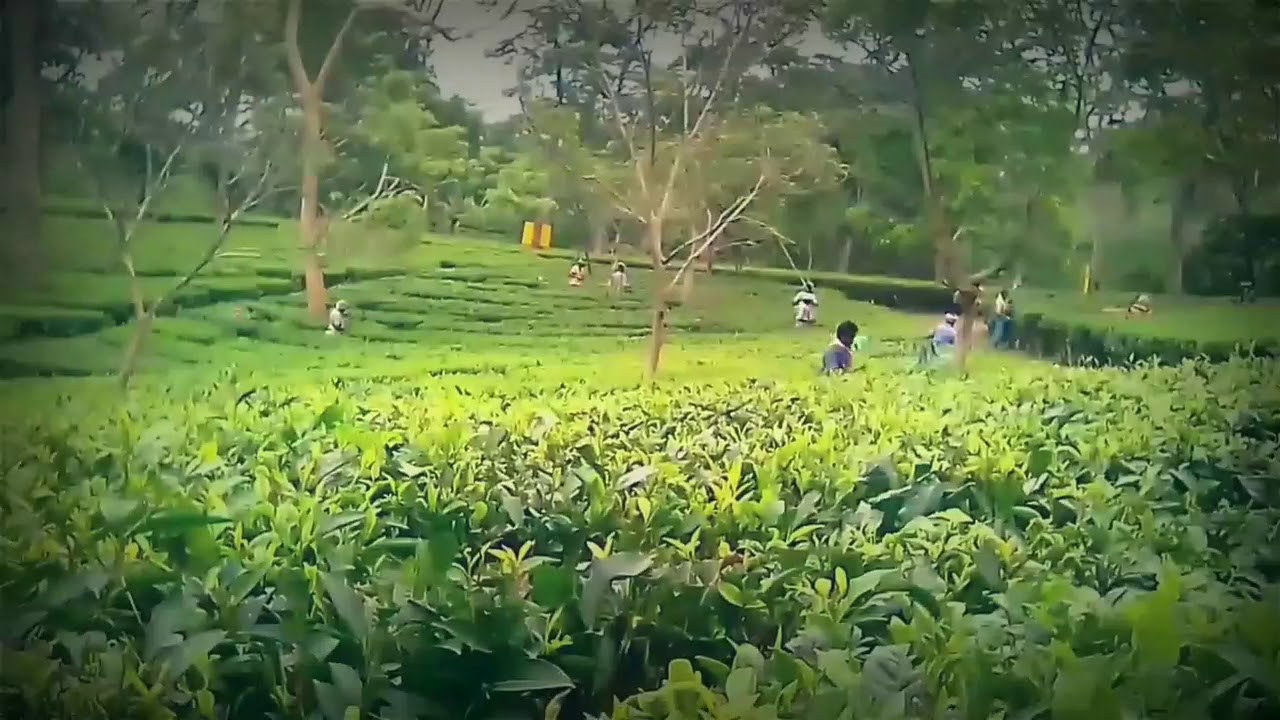 Tea garden of Assam