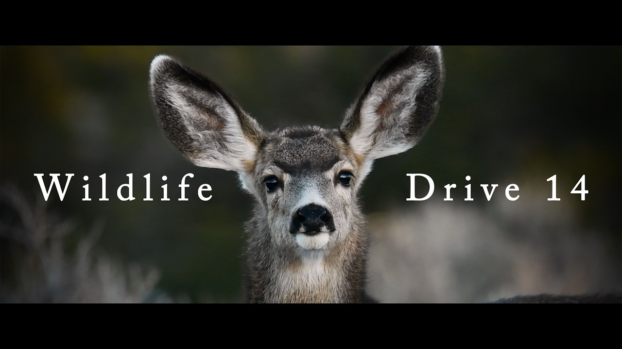 Wildlife Drive 14 - every little hair